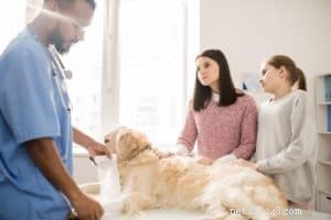 Guide per la scelta di una clinica veterinaria locale