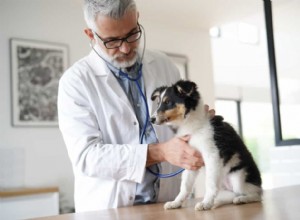 Průvodci výběrem místní veterinární kliniky