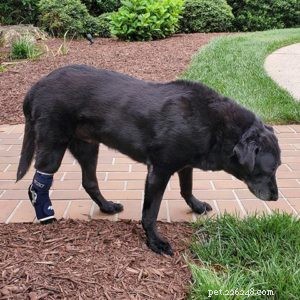 Hoe u het leven van uw honden kunt verbeteren met orthopedische braces