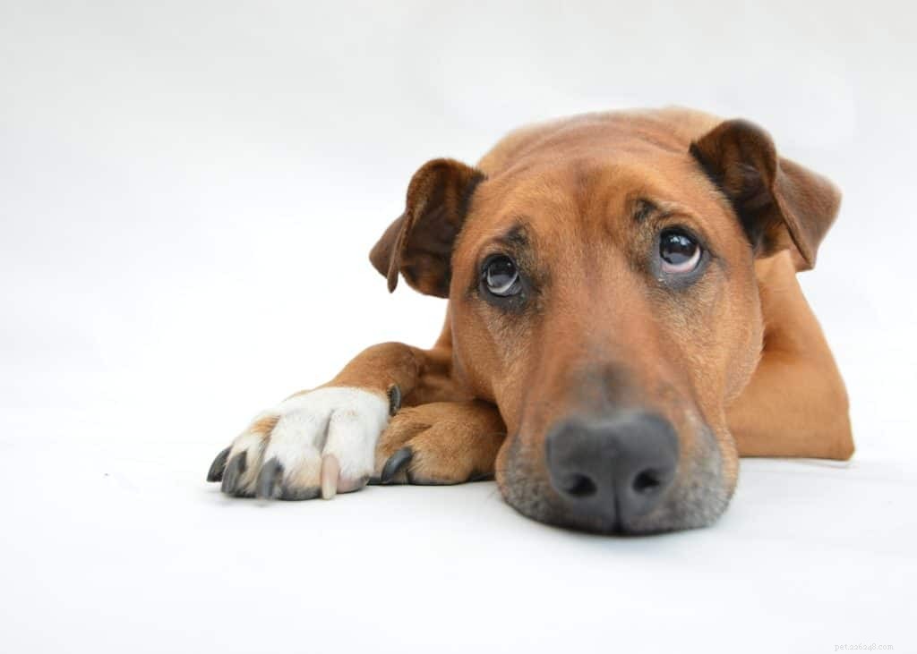 Hoe u het leven van uw honden kunt verbeteren met orthopedische braces
