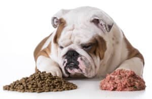 개나 고양이의 식단에 섬유질이 중요한 이유는 무엇입니까?