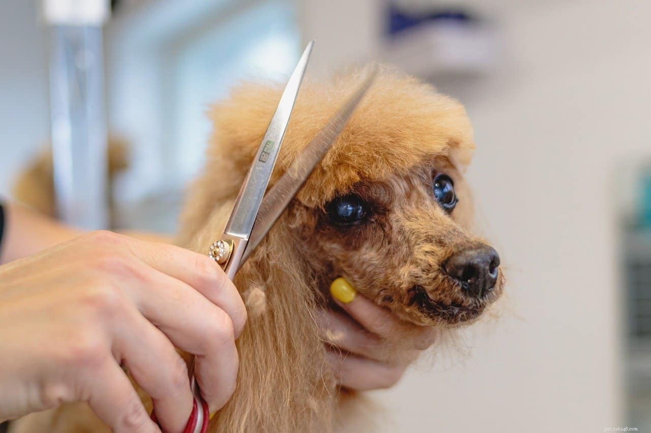 Come togliere la linfa dal pelo del cane