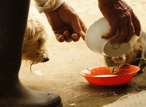人々に犬に食べ物を与える：真実は何ですか？ 
