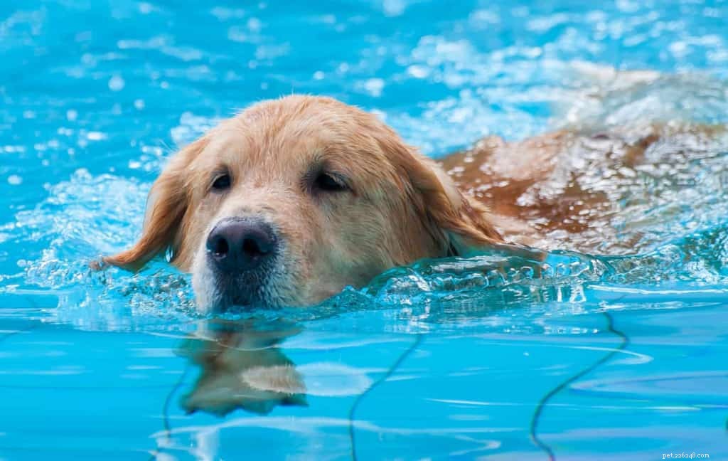Een doe-het-zelf hondenzwembad bouwen