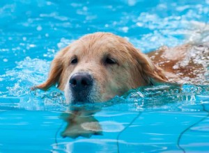 Как построить бассейн для собак своими руками