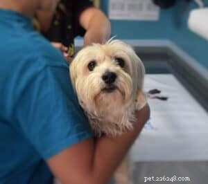 Что такое ветеринарные клинические испытания или исследования