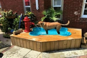 Como construir uma piscina caseira para cães