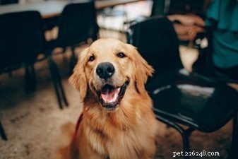 9 kruidengeneesmiddelen voor pijnverlichting voor honden