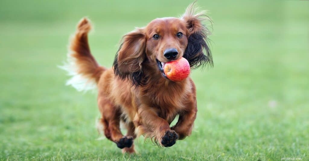 De beste manieren om appels aan uw hond te voeren