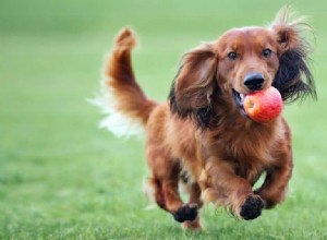 Лучшие способы кормить собаку яблоками