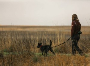 Fundamentos para passear com cães para que ambos possam desfrutar de walkies