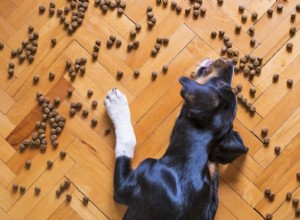 Co dělat a co nedělat krmivo pro psy
