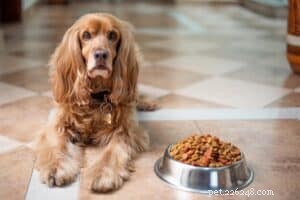 Cose da fare e da non fare con il cibo per cani