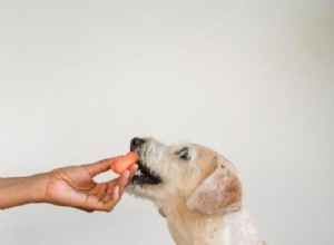 Овощи для собак:5 фруктов и овощей, которые полезны для здоровья вашей собаки