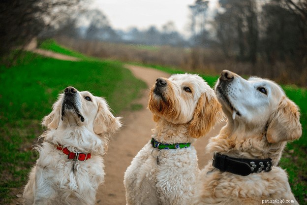 Guloseimas saudáveis ​​para cães:5 coisas que você deve ter em mente