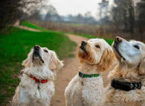 Полезные лакомства для собак:5 вещей, о которых следует помнить