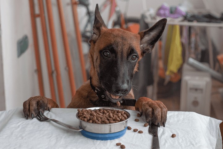 犬の食事を改善する方法 
