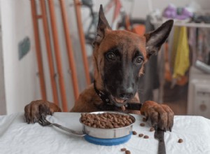 犬の食事を改善する方法 