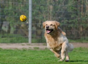 Suplementos probióticos para cães:eles são realmente necessários?