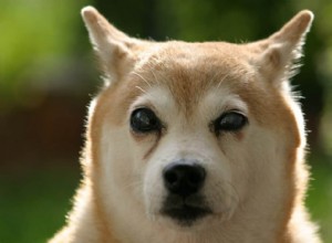 Как помочь слепой собаке адаптироваться