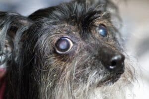 盲目の犬が適応するのを助ける方法 