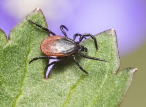 Técnicas para remoção de carrapatos de cães