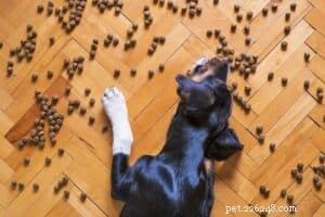Gratis voer versus geplande voeding voor honden en andere opties