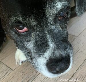 Har din hund torr näsa?