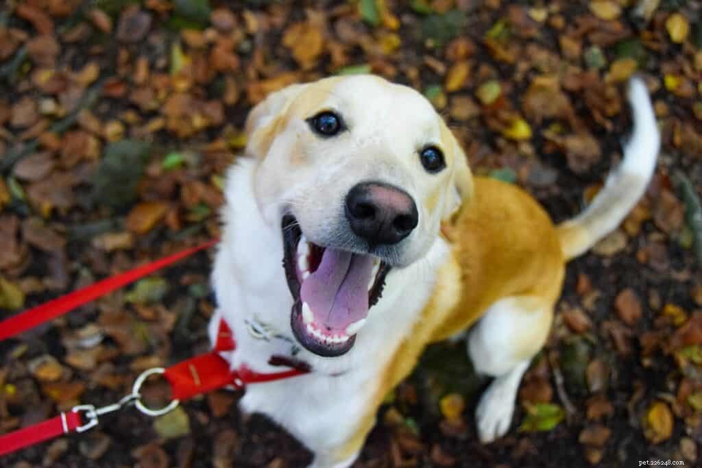 Consigli per l adozione di un cane da salvataggio