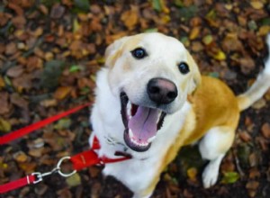Rady pro adopci záchranářského psa