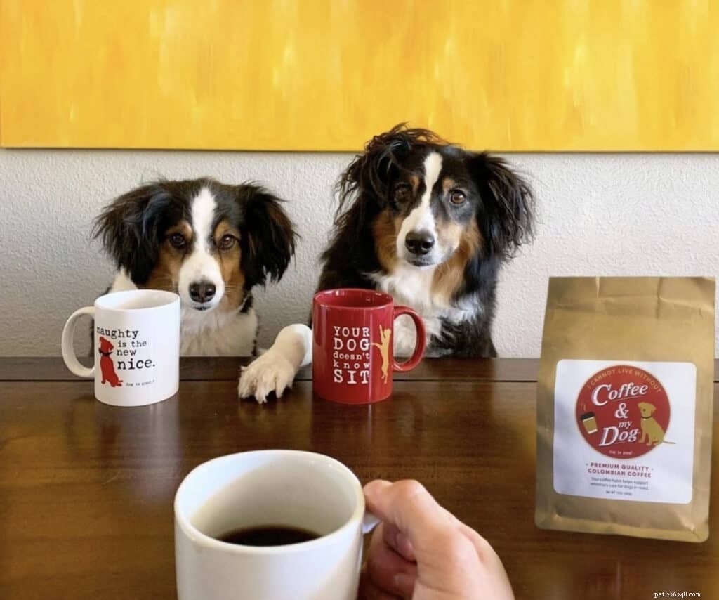 Káva a váš pes