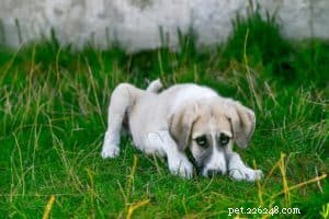 Canine Cough (ook bekend als Kennel Cough)