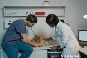 Základní zdravotní péče, kterou vaše nové štěně potřebuje