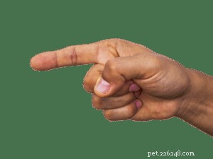 Quais sinais de mão usar com um cão surdo
