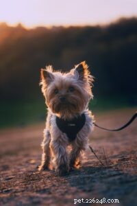 聴覚障害者の犬を訓練する方法 