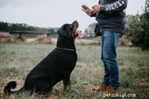 Uso e adattamento corretti dei collari per addestramento del cane