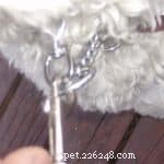 犬のしつけ用首輪の適切な使用と適合 