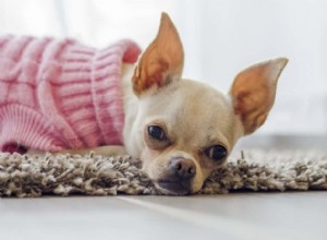 Conseils utiles pour dresser avec succès votre chien à une litière