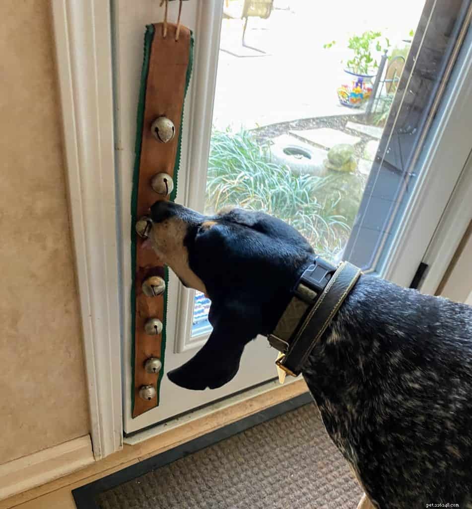 Je hond leren bellen om naar buiten te gaan