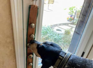 Ensinando seu cão a tocar a campainha para sair