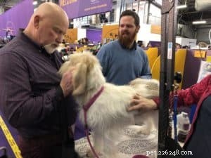 Cinq conseils pour préparer votre animal à une exposition canine