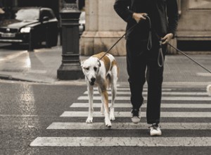 Ensinando seu cão a andar bem na coleira