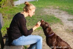 Zindelijk getrainde pup:dingen die u nooit zou moeten doen bij zindelijkheidstraining van een pup