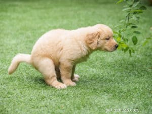 Štěně cvičené na nočník:Věci, které byste nikdy neměli dělat, když štěně trénujete na nočník