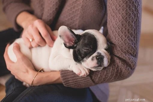 Dicas e truques eficazes de treinamento de cães para ajudá-lo com um novo filhote