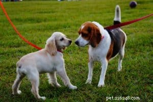 Efektivní tipy a triky pro výcvik psů, které vám pomohou s novým štěnětem