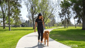 O que o treinamento de obediência canina ensina?