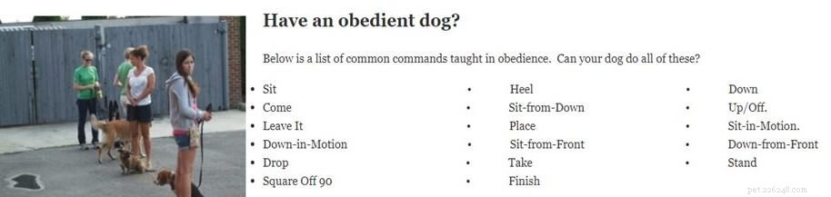 Co učí výcvik poslušnosti psů?