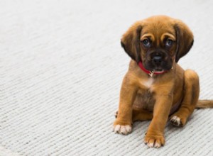 8 způsobů, jak vybrat správnou přepravku pro štěně