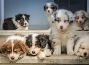 子犬のトレーニングの必需品：あなたの新しい子犬を家を壊すための3つのヒント 